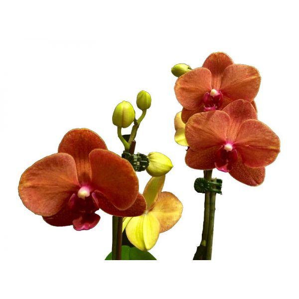 Орхидея терракотовая (рыжая) Фаленопсис Анкона 1 ветка | Доставка цветов  Розарий