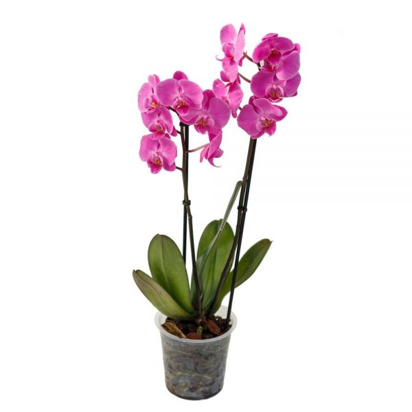Орхидея Фаленопсис Монтевидео 2 ветки | Доставка цветов Розарий