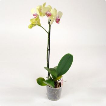 Орхидея Phalaenopsis Porto - 1 ветка