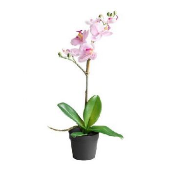 Орхидея Phalaenopsis Charleston - 1 ветка