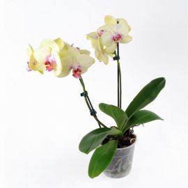 Орхидея Phalaenopsis Porto - 2 ветки