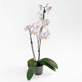 Орхидея Phalaenopsis Winnipeg - 2 ветки